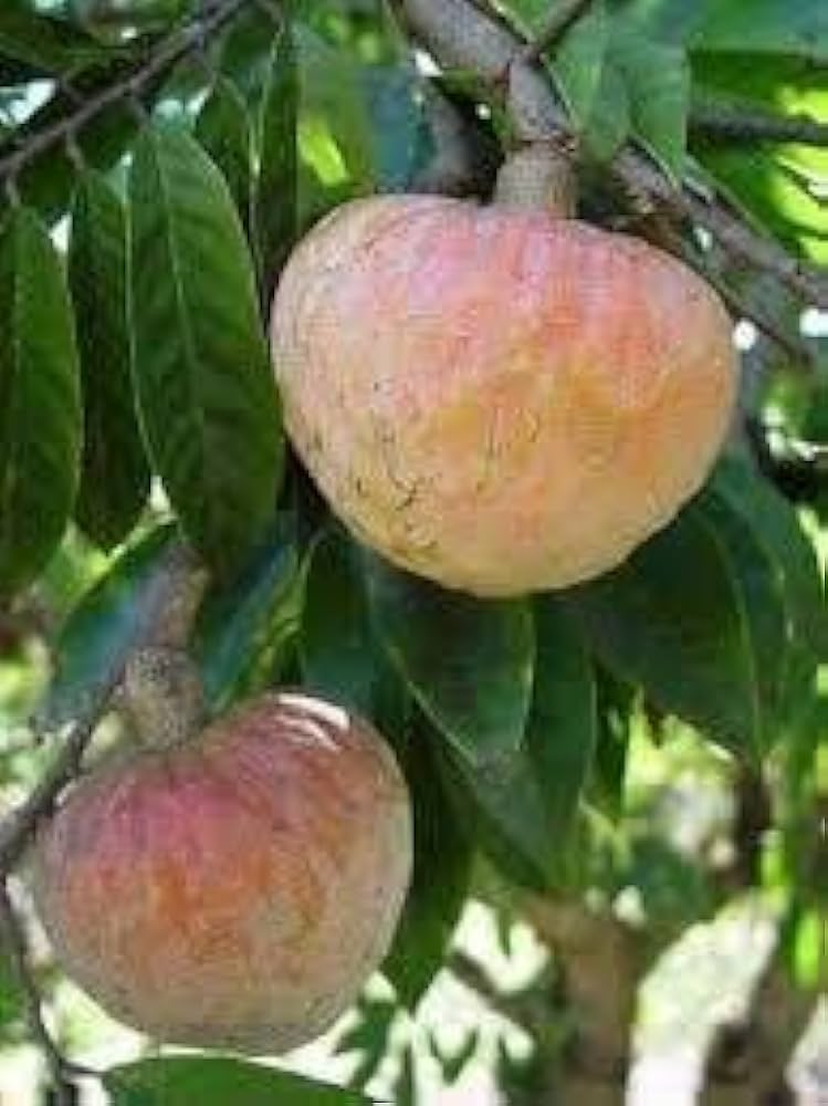 Ramphal Fruit Plants